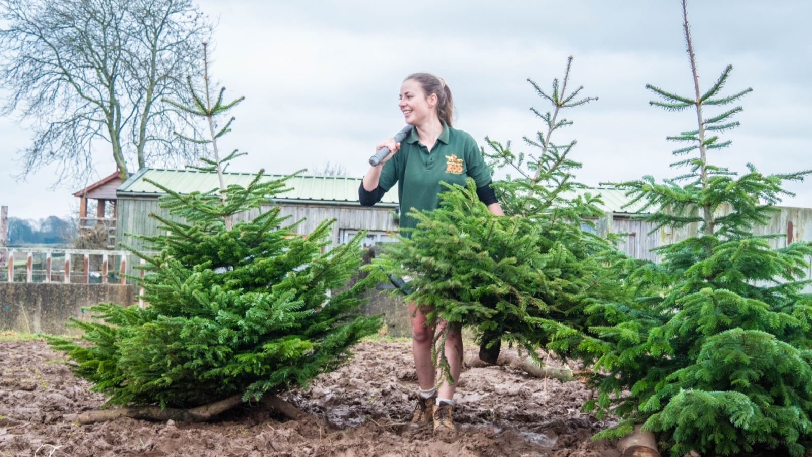  Lead Keeper Jayne Gibbins planting Christmas trees for enrichment